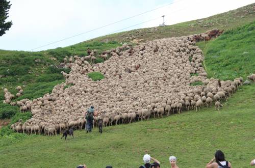 Fte de la Transhumance